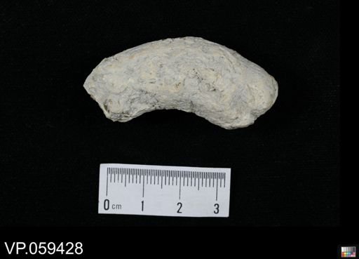 undet. Actinopterygii