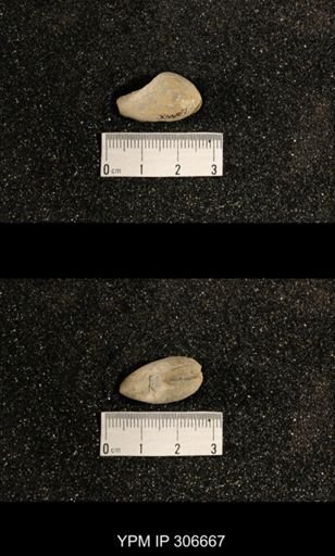 Phestia bellistriata