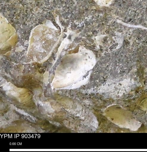 Corbulamella sp.
