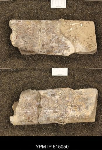 Baculites grandis
