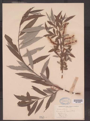 Salix alba