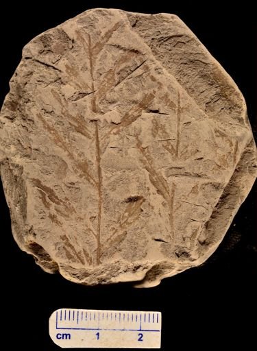 Asplenium dicksonianum