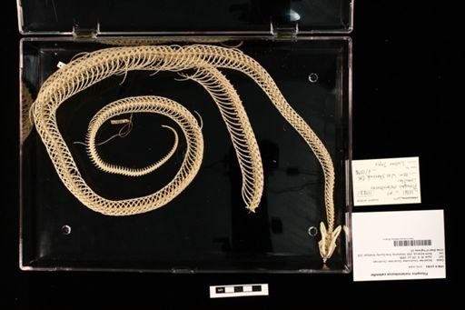 Pituophis melanoleucus catenifer