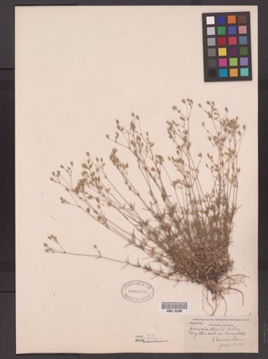Arenaria stricta