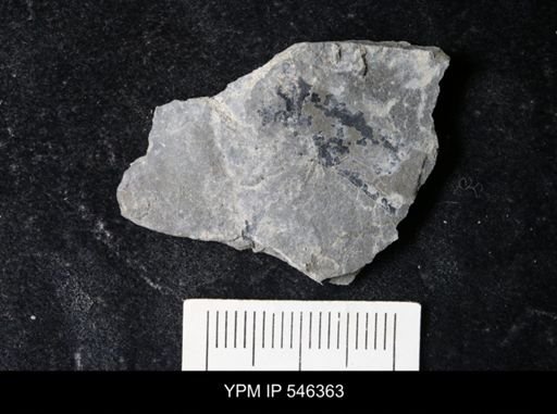 undet. Eurypterida