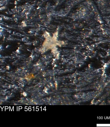 undet. Porifera
