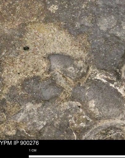 Anomia gryphorhyncha