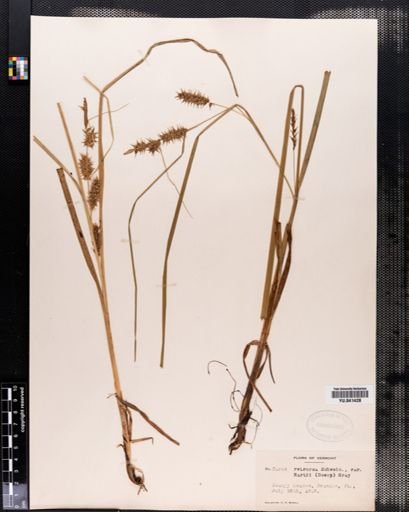 Carex retrorsa