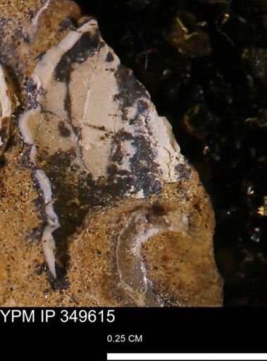 undet. Mollusca