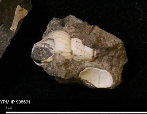 undet. Turritellidae