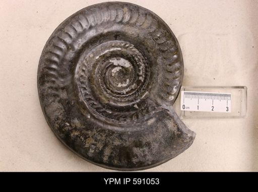 Hildoceras bifrons