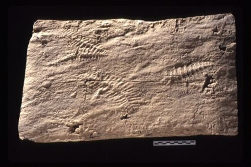 undet. Vendobionta