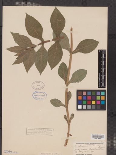 Triosteum aurantiacum