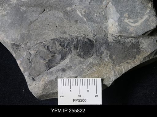 Eurypterus pittsfordensis?