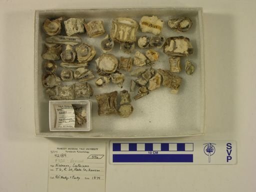 undet. Actinopterygii