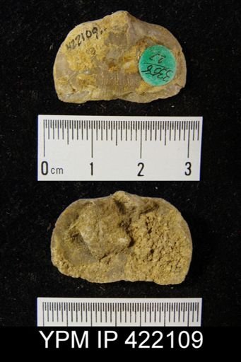 Schizophoria impressa