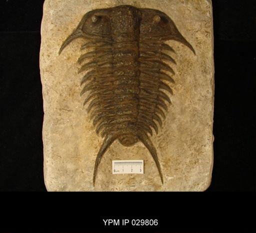 Ceraurus pleurexanthemus