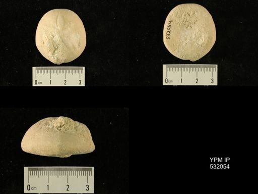 Rhyncholampas gouldii