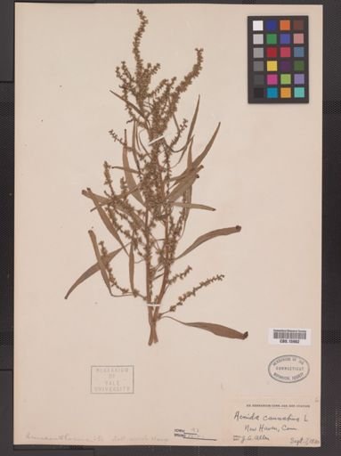 Amaranthus cannabinus