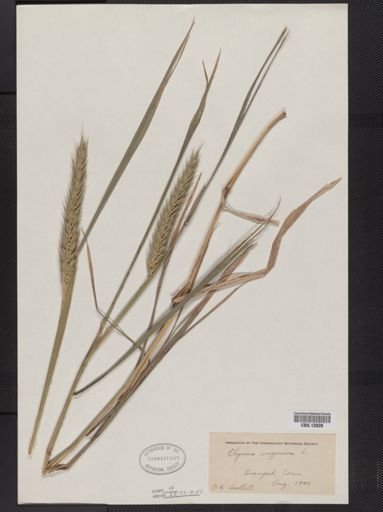 Elymus virginicus
