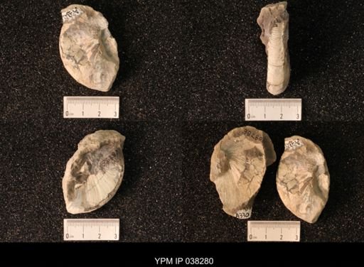 Hoploscaphites nicolletii