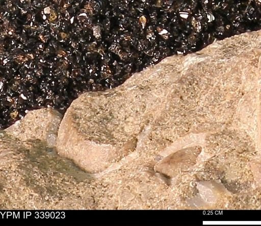 undet. Mollusca