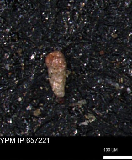 Verneuilinoides kansasensis