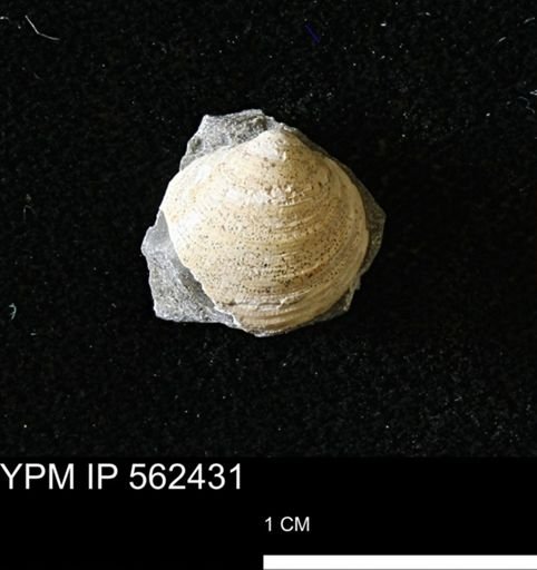 Limopsis striatopunctatus