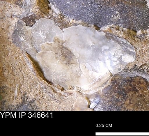 Ostreidae?