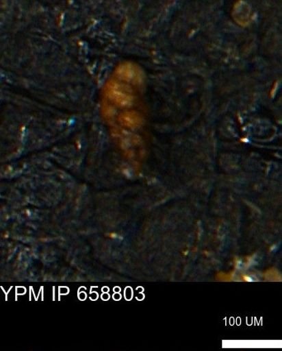 Verneuilinoides kansasensis