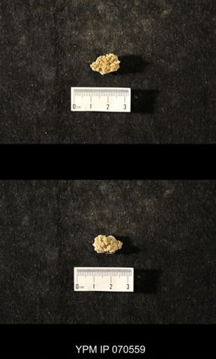 Favosites louisvillensis