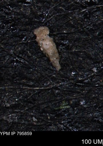 Verneuilina canadensis