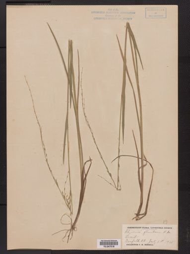 Glyceria fluitans