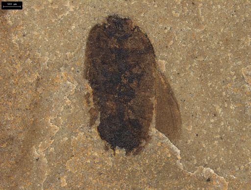 Cicadellidae?