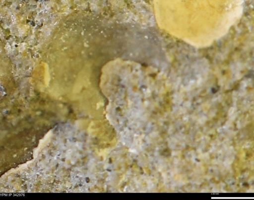 undet. Mollusca