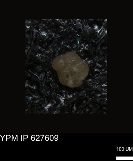 undet. Foraminiferida