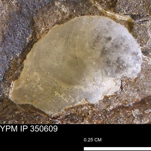 undet. Bivalvia