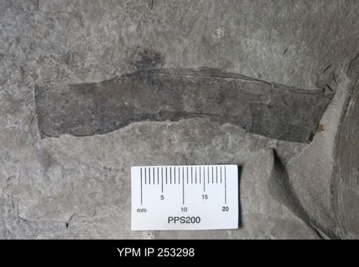 undet. Eurypterida