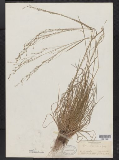 Poa alsodes