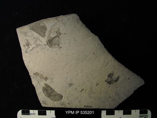 undet. Eurypterida