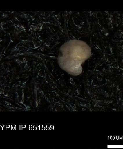 undet. Foraminiferida