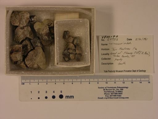 Carnosauria