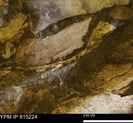 undet. Mollusca