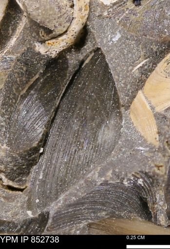 Limopsis striatopunctatus