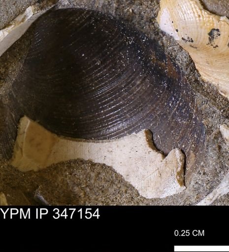 Limopsis striatopunctatus