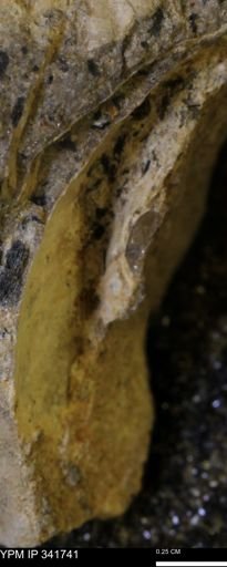 Scaphites sp.