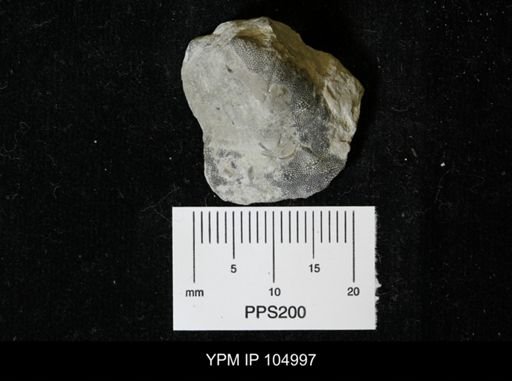 undet. Bryozoa