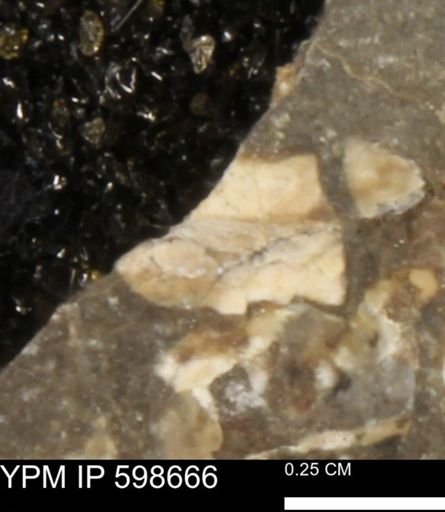 undet. Mollusca