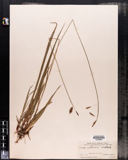 Carex