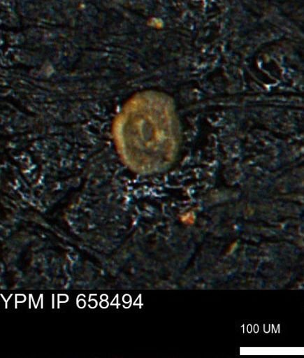 Spirolocammina subcircularis